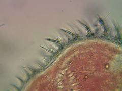 Ilyocryptus sordidus