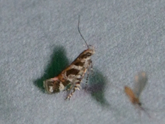 Aristotelia roseosuffusella