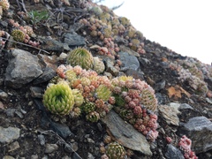 Orostachys spinosa
