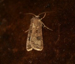 Agrotis bigramma
