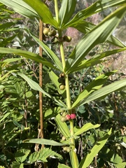 Polygonatum verticillatum