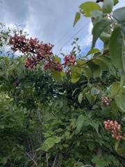 Heteropterys brachiata