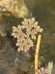 Azolla caroliniana