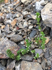 Euphrasia stricta