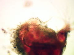 Ilyocryptus sordidus