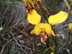 Diuris