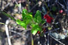 Pelargonium betulinum