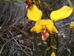 Diuris