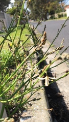 Trachyandra revoluta