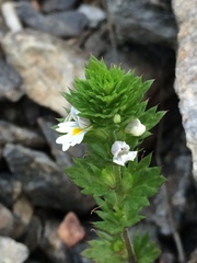 Euphrasia stricta