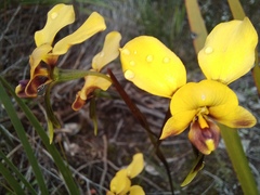 Diuris