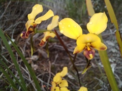 Diuris