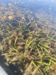 Posidonia australis