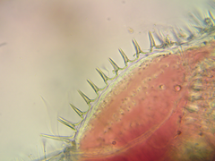 Ilyocryptus sordidus