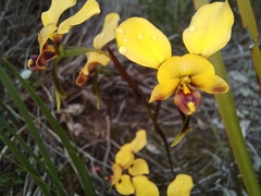 Diuris