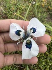 Moraea aristata