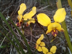 Diuris