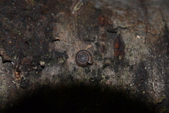 Helicodonta obvoluta