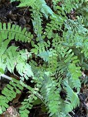 Adiantum pedatum
