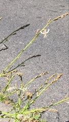 Trachyandra revoluta