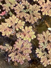 Azolla caroliniana