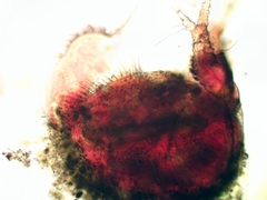 Ilyocryptus sordidus