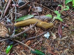 Ariolimax columbianus