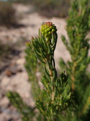 Leucadendron teretifolium