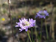 Scabiosa columbaria