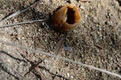 Peziza ammophila