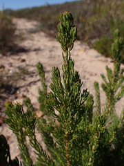 Leucadendron teretifolium