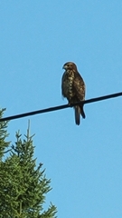 Buteo platypterus