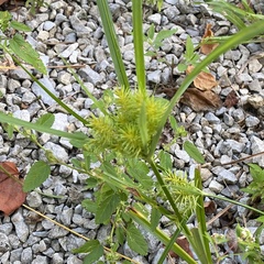 Cyperus strigosus