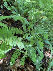 Adiantum pedatum