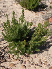 Leucadendron teretifolium