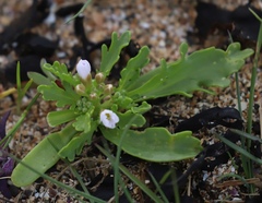 Cakile arctica
