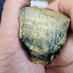 Leccinellum crocipodium