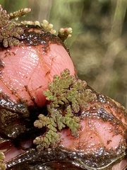 Azolla caroliniana