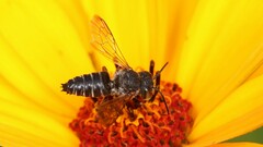 Coelioxys