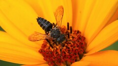 Coelioxys