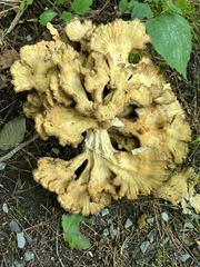 Laetiporus cincinnatus