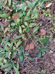 Veronica officinalis