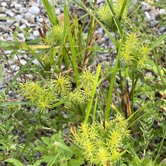 Cyperus strigosus