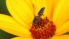 Coelioxys