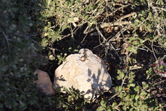 Psammodromus algirus