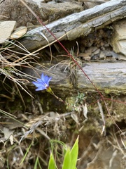 Gentiana arisanensis