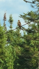 Buteo platypterus