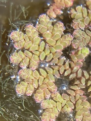 Azolla caroliniana