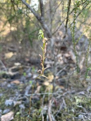 Pterostylis daintreana