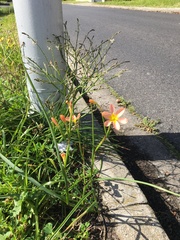 Trachyandra revoluta